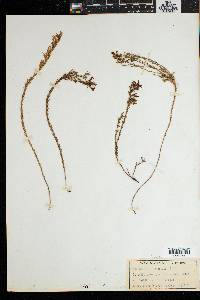 Wahlenbergia epacridea image
