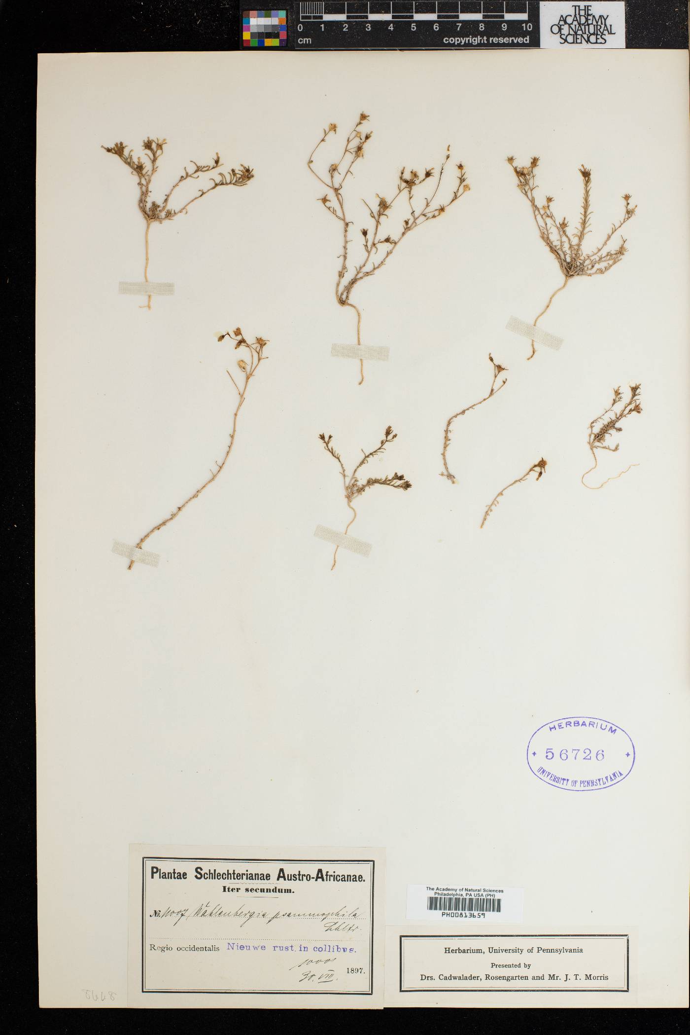 Wahlenbergia psammophila image