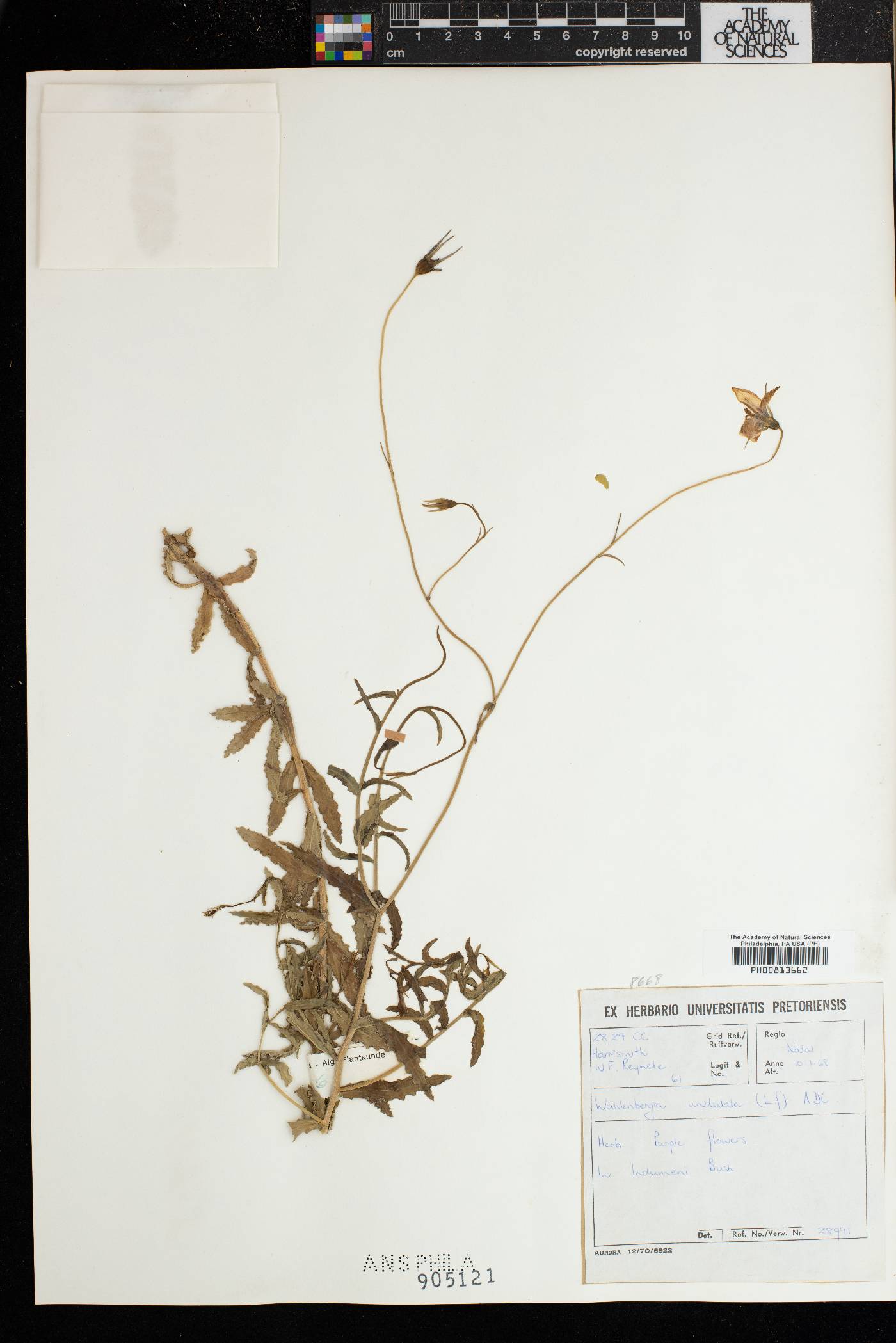 Wahlenbergia undulata image