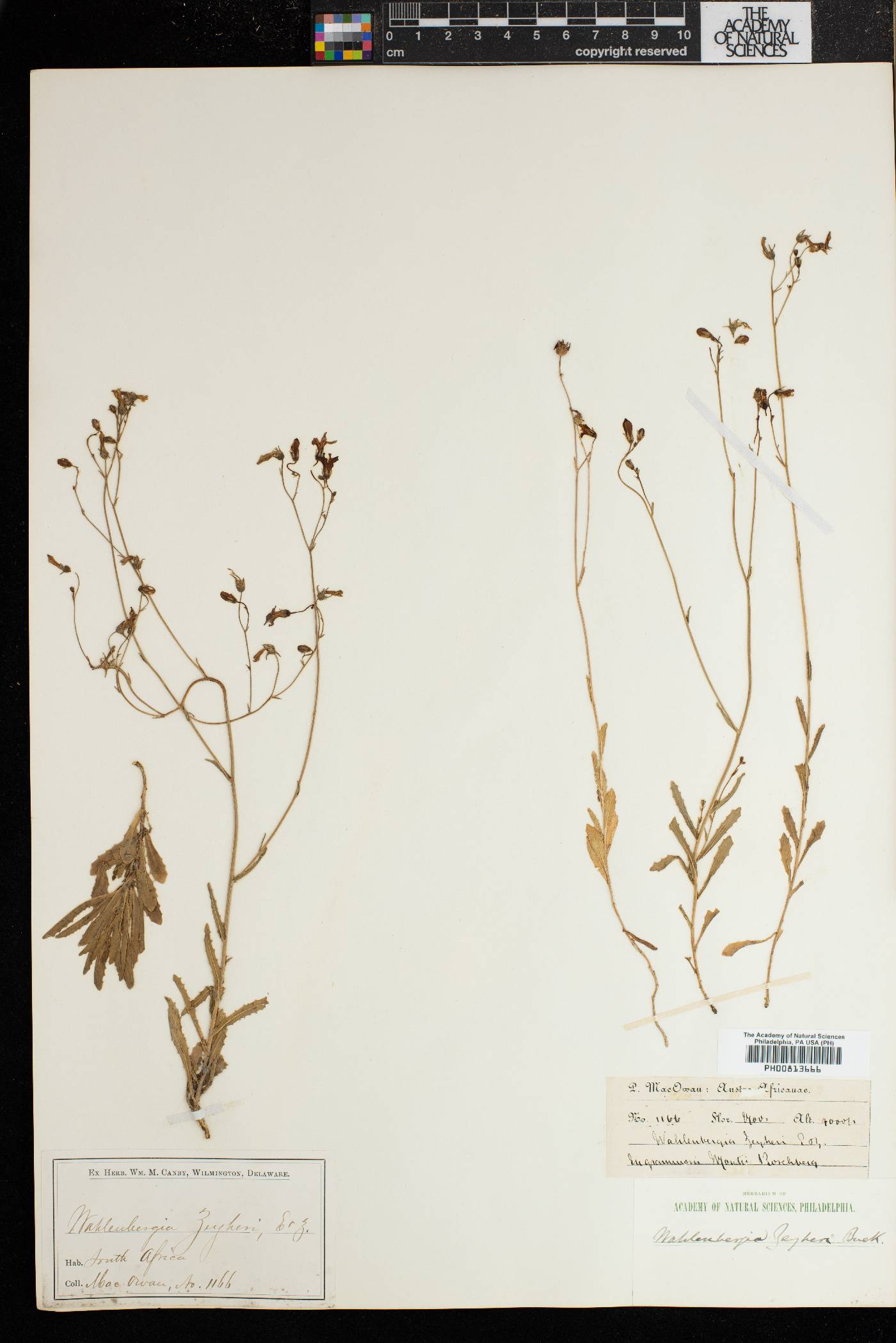 Wahlenbergia krebsii subsp. krebsii image