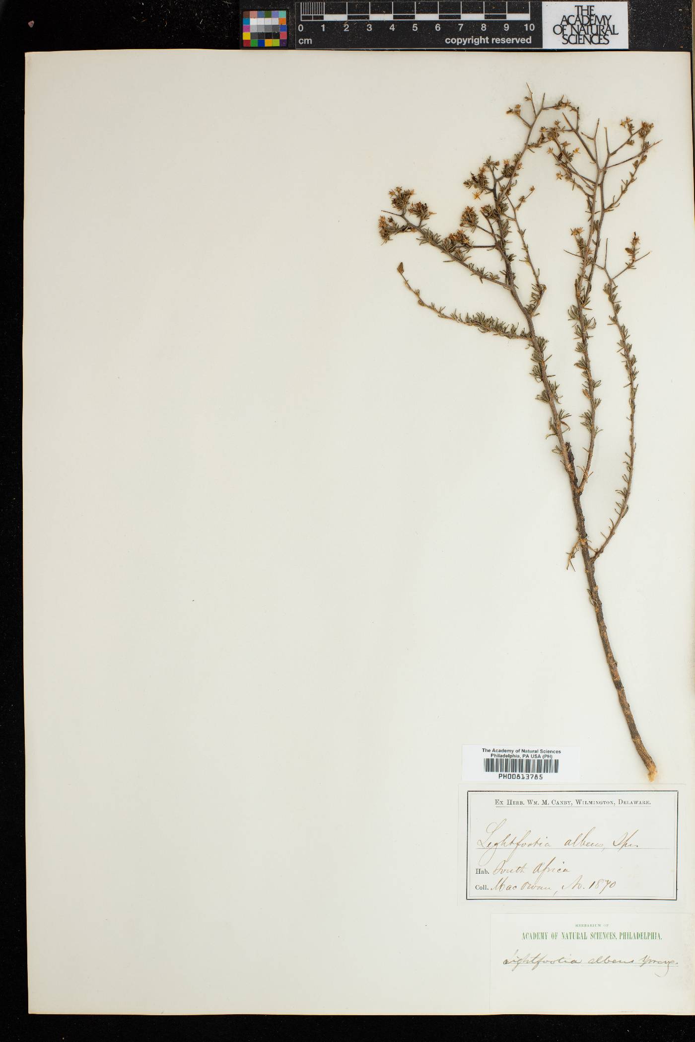 Lightfootia albens image