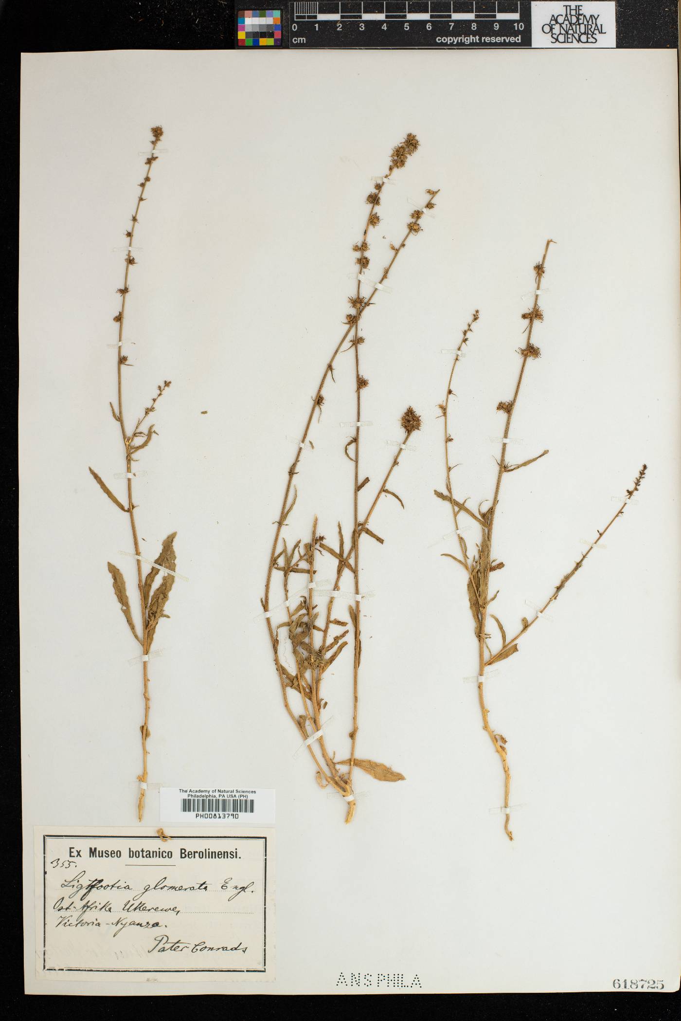 Wahlenbergia napiformis image