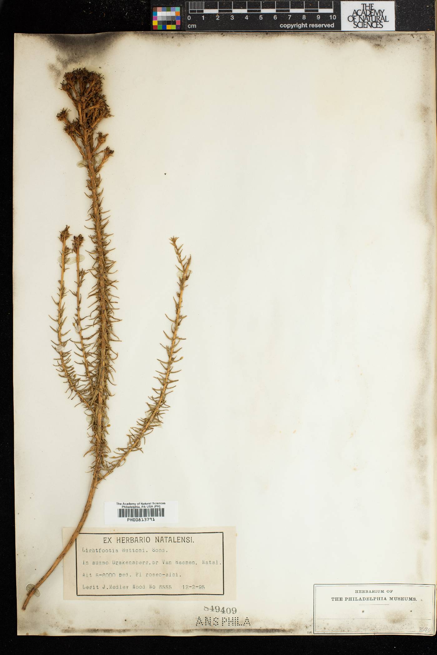 Wahlenbergia huttonii image