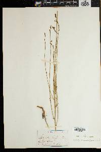 Image of Wahlenbergia laxiflora