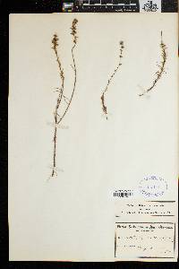 Image of Wahlenbergia longifolia