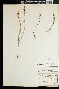 Wahlenbergia longifolia image