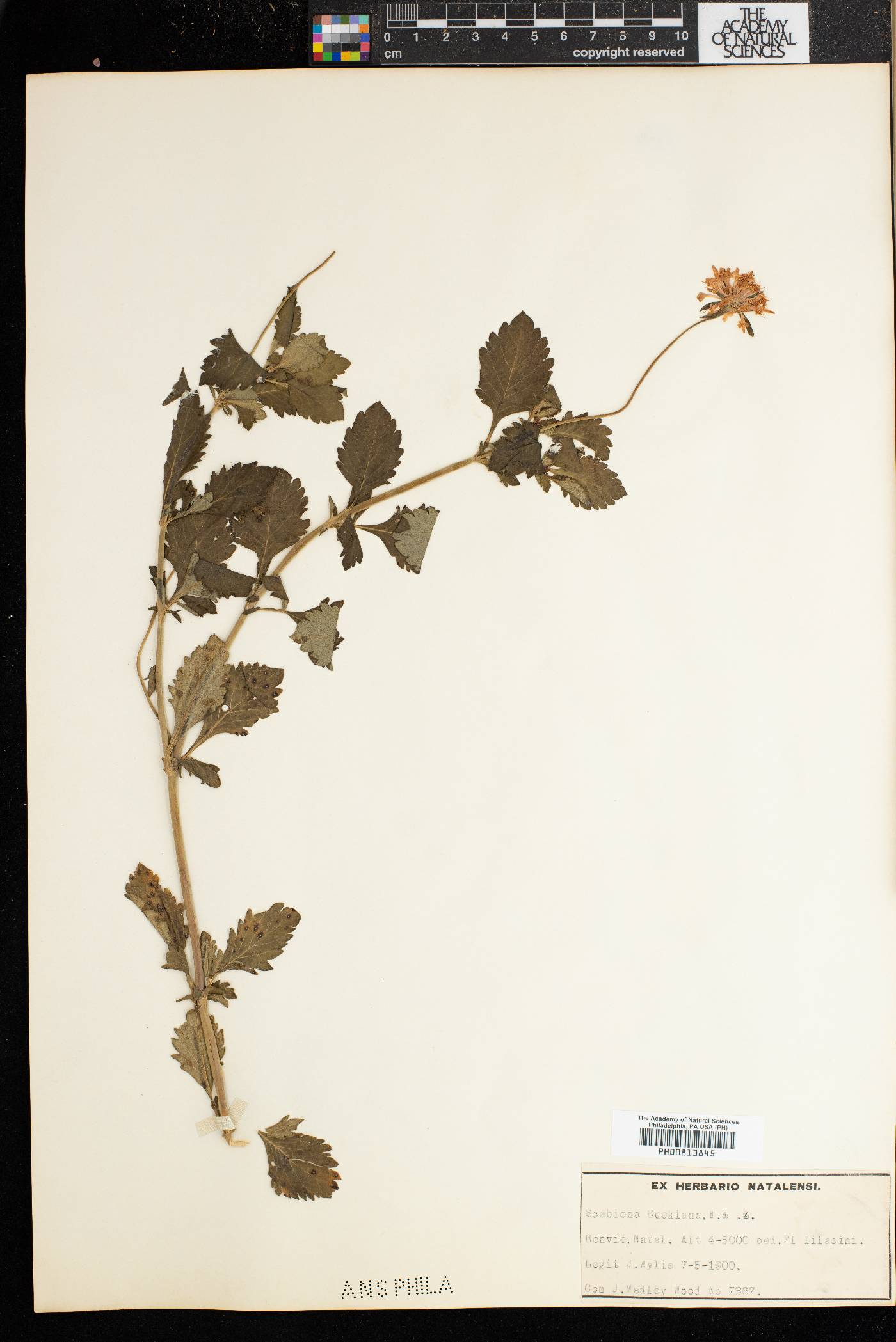 Scabiosa buekiana image