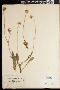 Image of Cephalaria attenuata