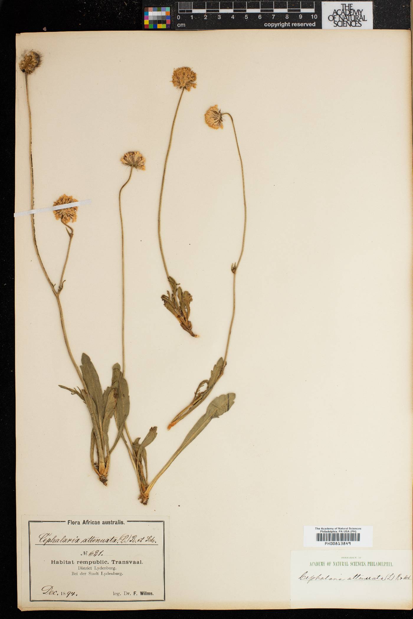 Cephalaria attenuata image