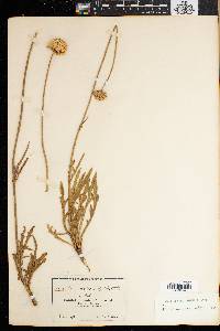 Image of Cephalaria scabra