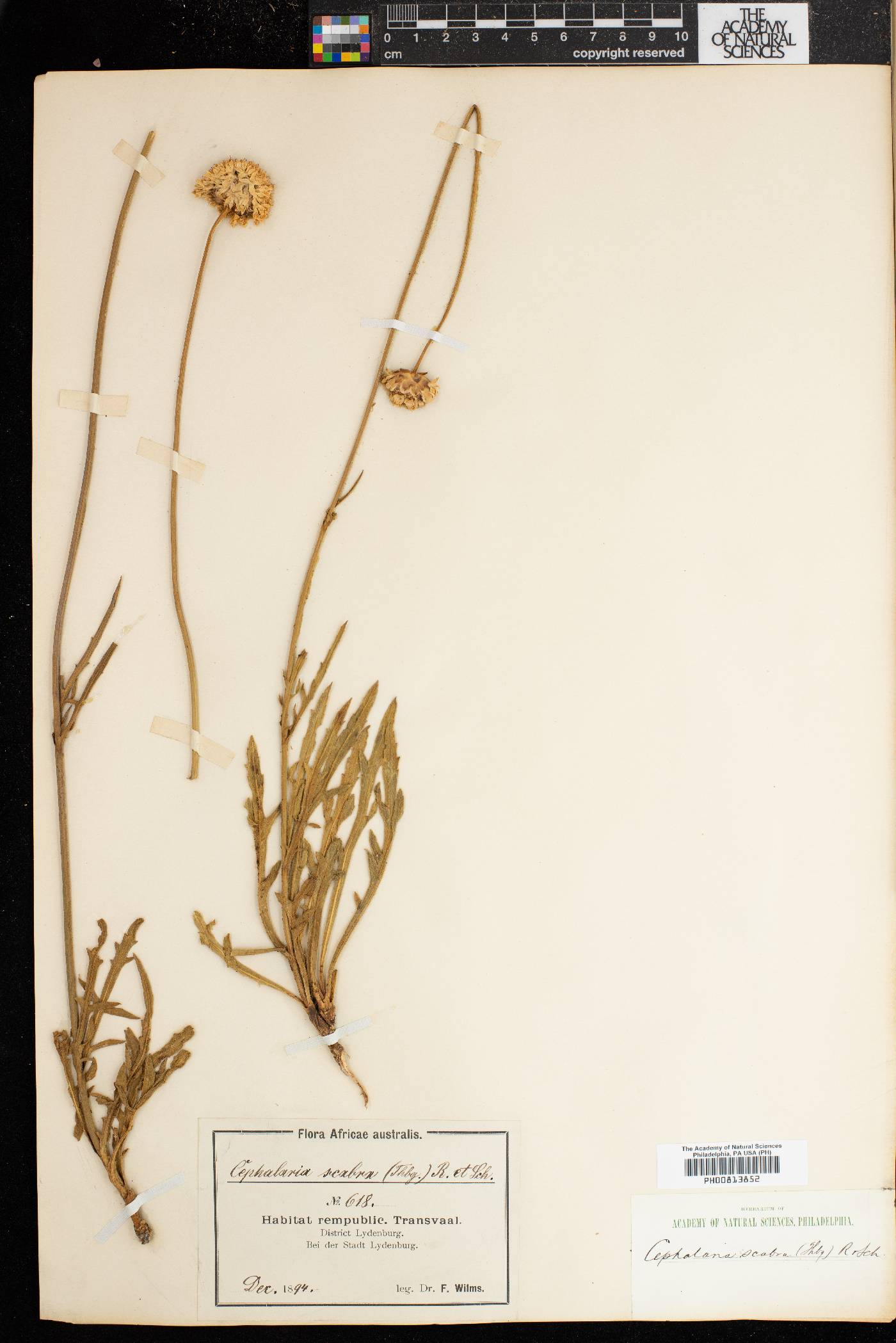 Cephalaria scabra image