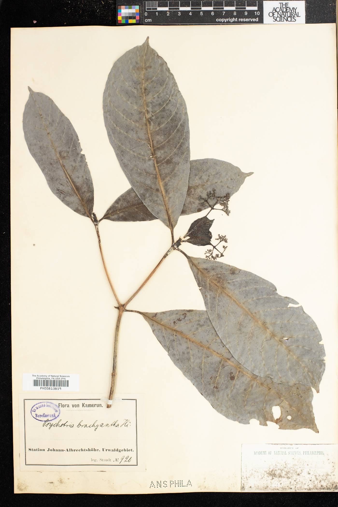 Psychotria brachyantha image