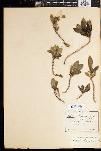 Bridsonia chamaedendrum image