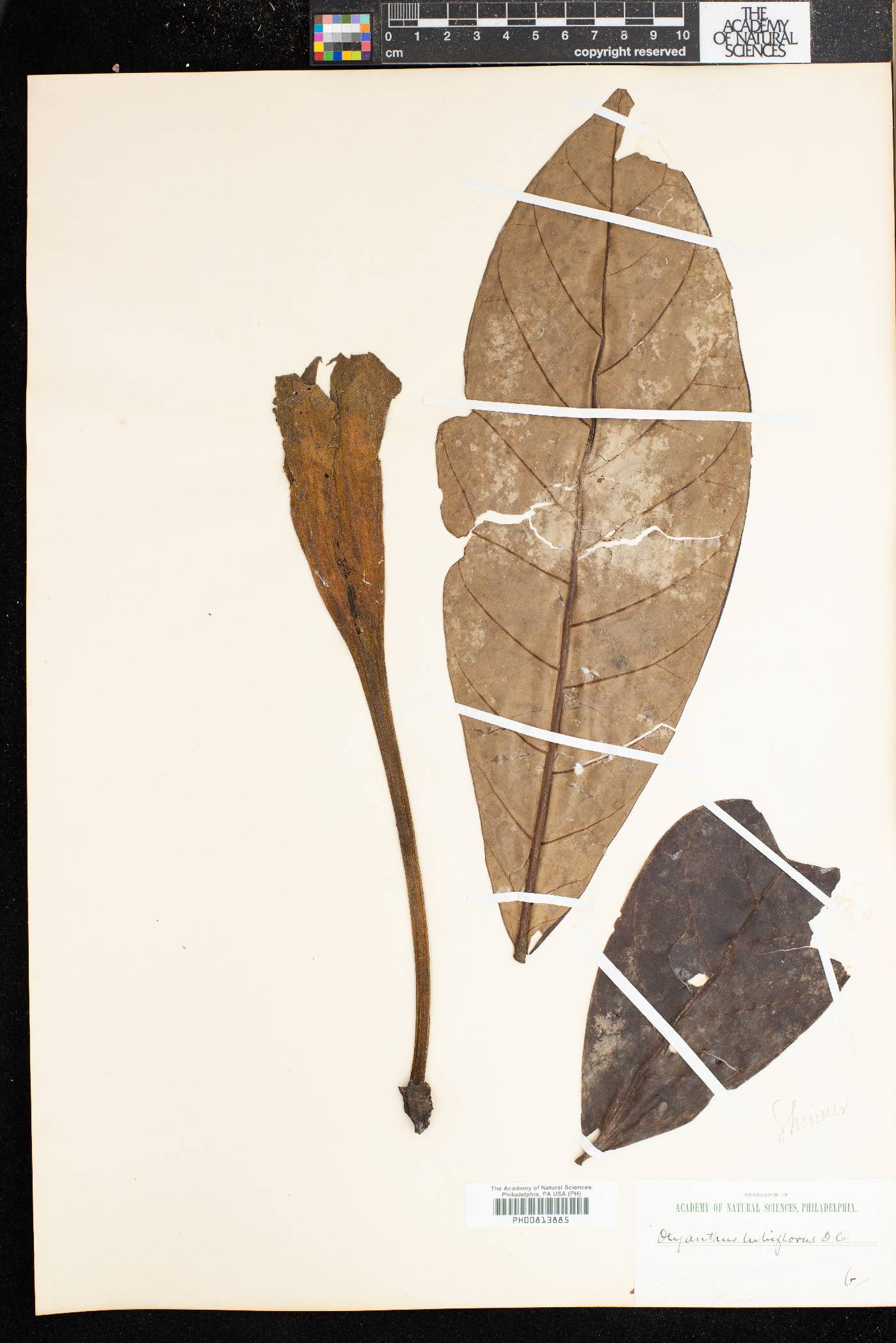 Oxyanthus tubiflorus image