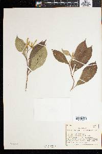 Media resource of Mussaenda afzelii
