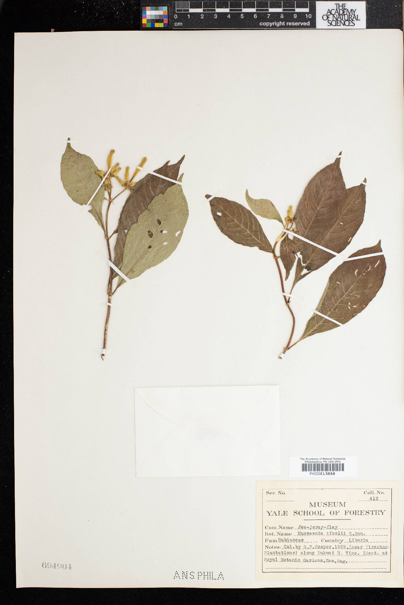 Mussaenda afzelii image
