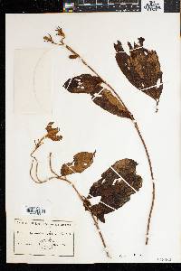 Mussaenda elegans image