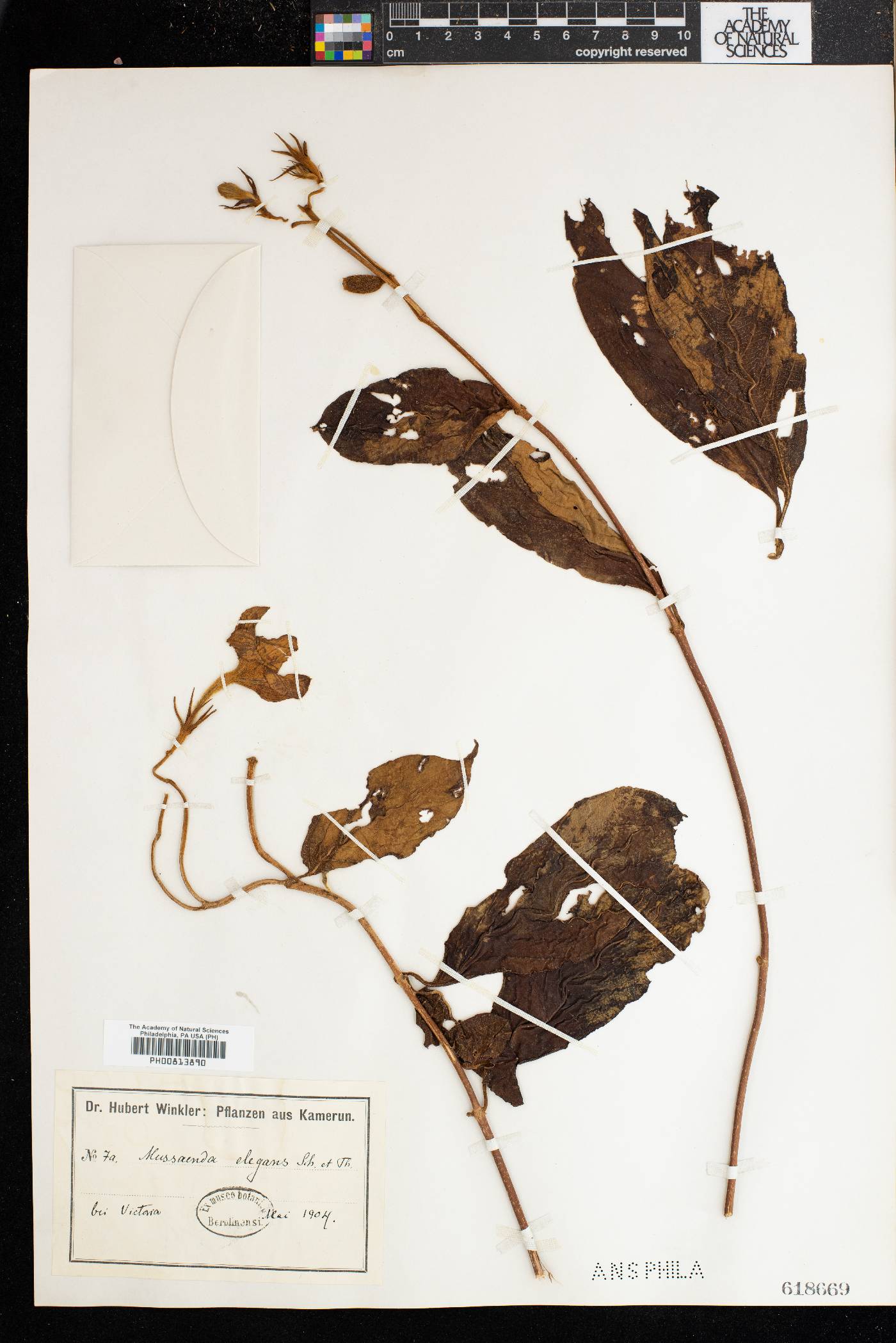 Mussaenda elegans image