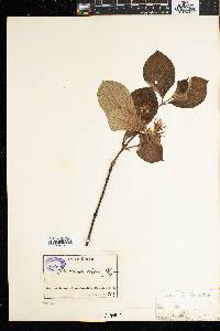 Mussaenda elegans image