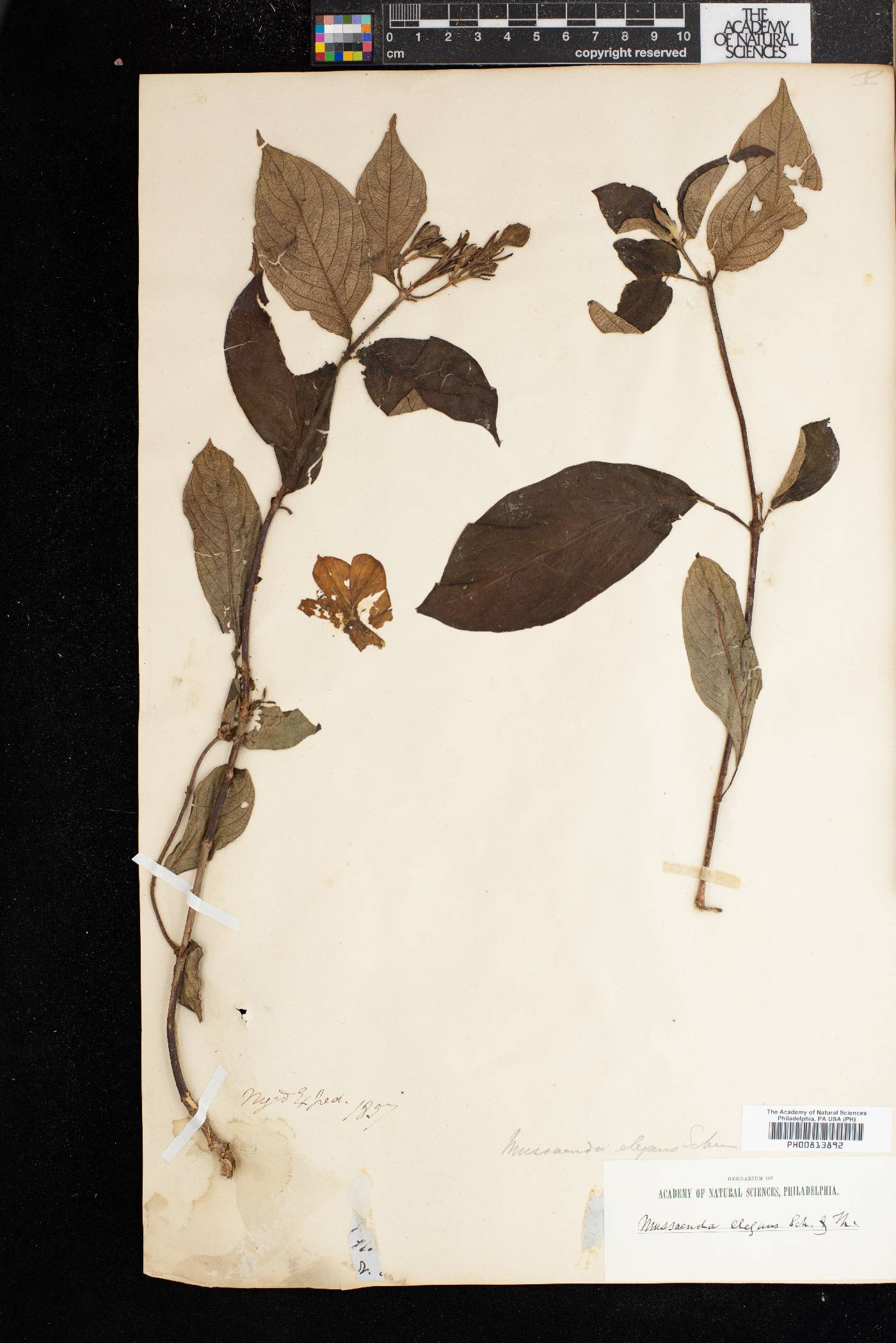 Mussaenda elegans image