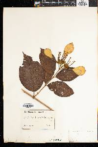 Mussaenda tenuiflora image
