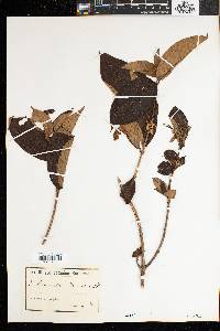 Mussaenda tenuiflora image