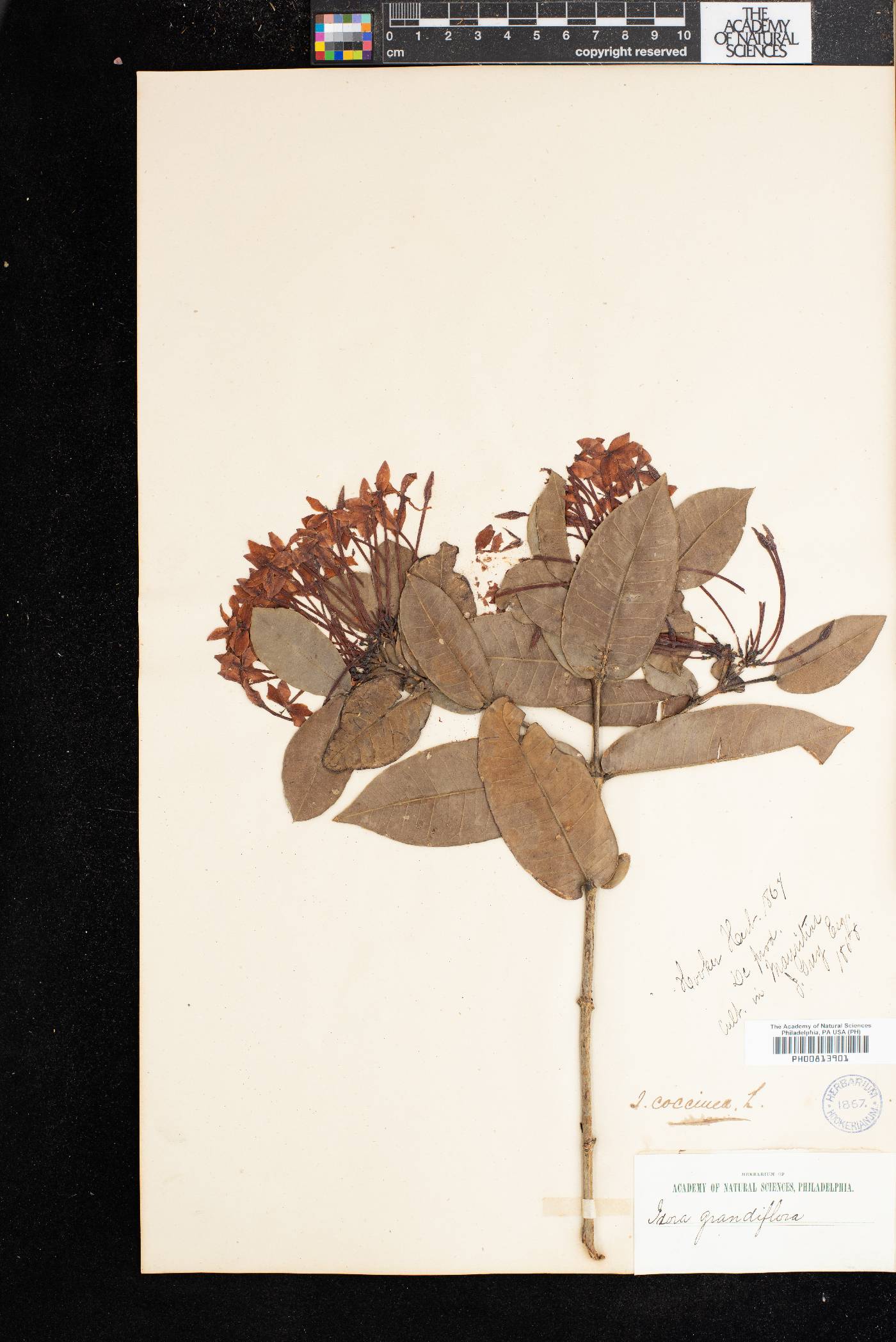 Ixora grandiflora image