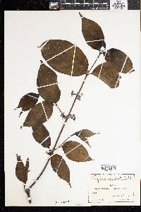Image of Vangueria apiculata