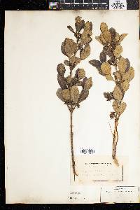 Image of Vangueria latifolia
