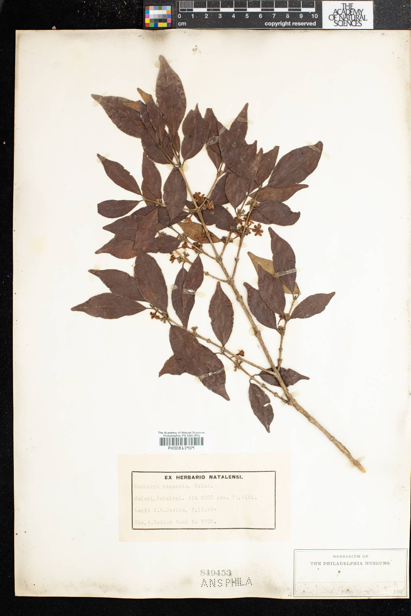 Tricalysia capensis image