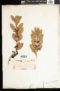 Image of Tricalysia coriacea