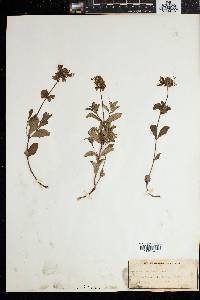 Kraussia floribunda image