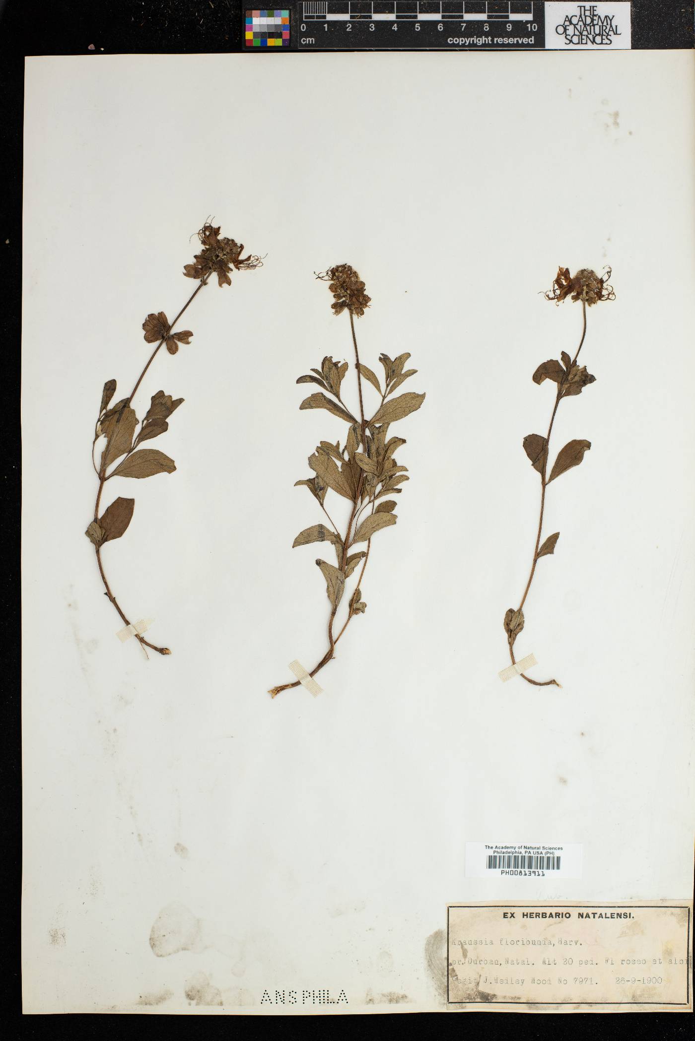 Kraussia floribunda image