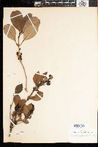 Kraussia floribunda image