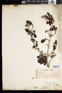 Media resource of Catunaregam obovata