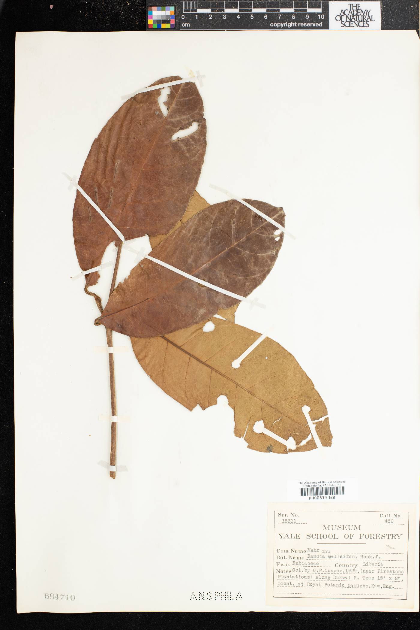 Rothmannia whitfieldii image