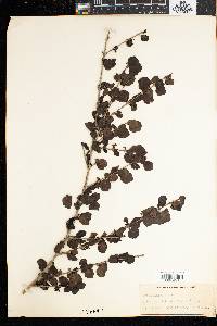 Coddia rudis image