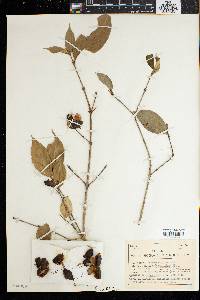 Heinsia jasminiflora image