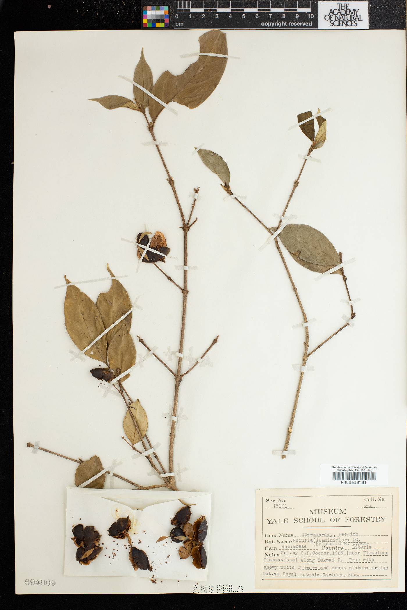 Heinsia jasminiflora image