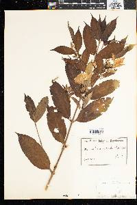 Heinsia crinita image