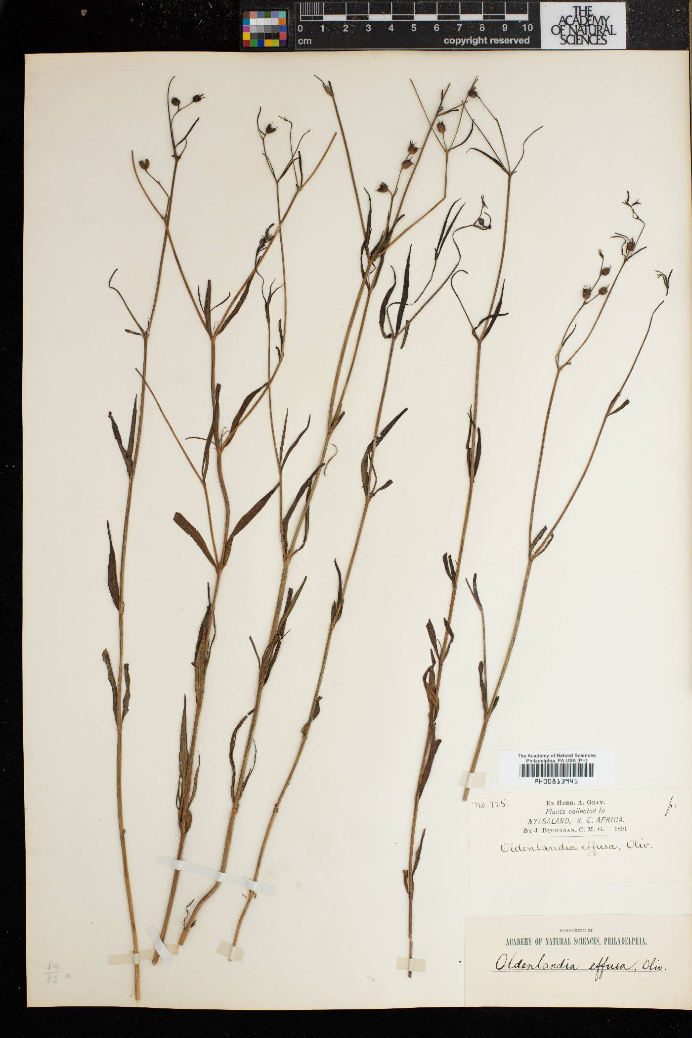 Oldenlandia effusa image