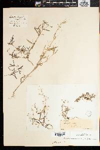 Hedyotis heynii image