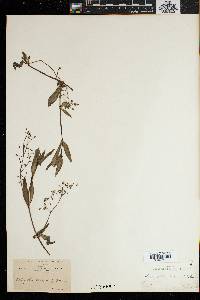 Hedyotis heynii image