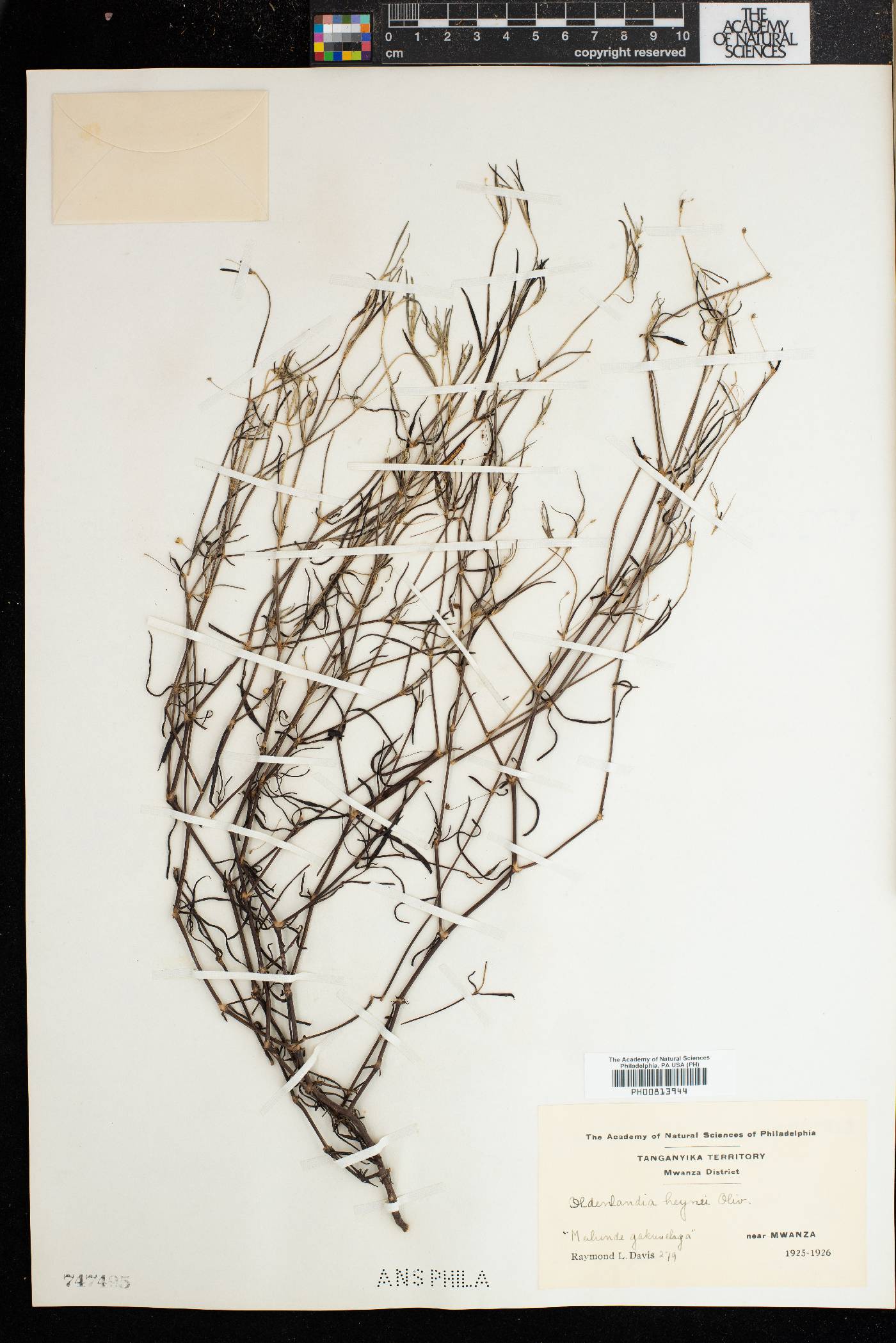 Oldenlandia herbacea image