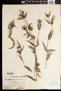 Conostomium natalense image