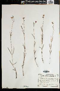 Cordylostigma obtusilobum image