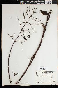Media resource of Sacosperma paniculatum