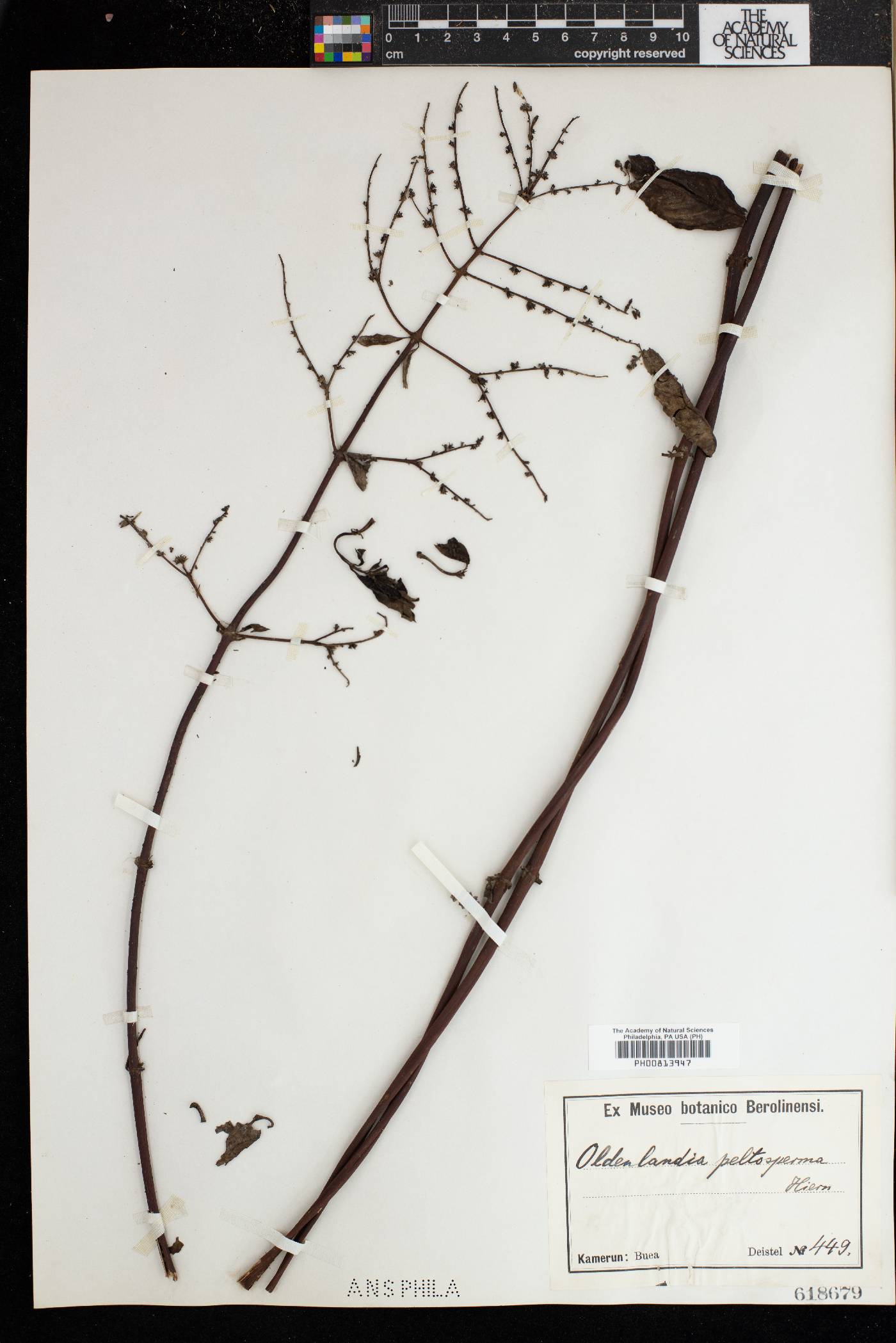 Sacosperma paniculatum image