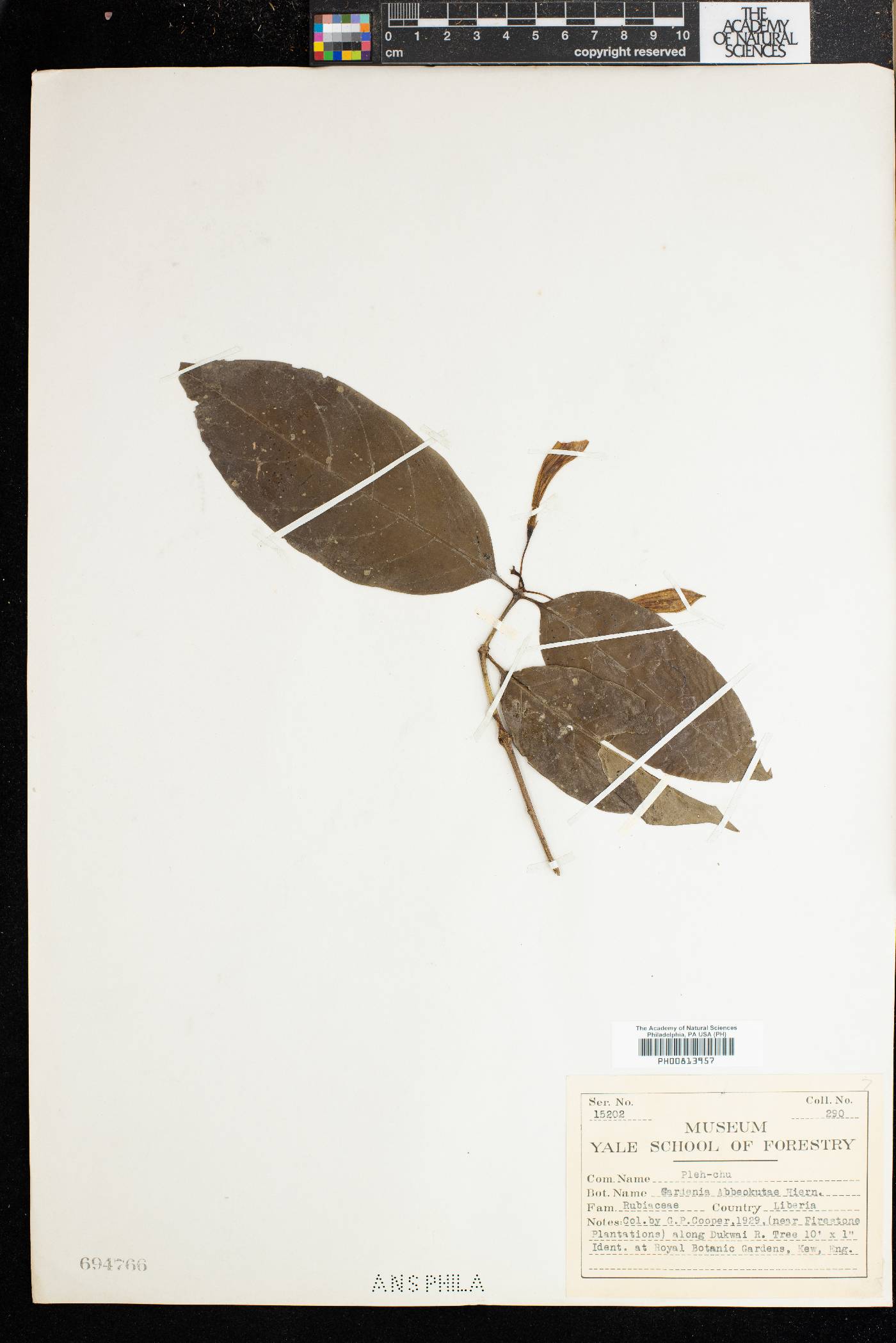 Didymosalpinx abbeokutae image