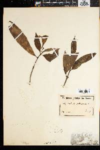 Didymosalpinx abbeokutae image